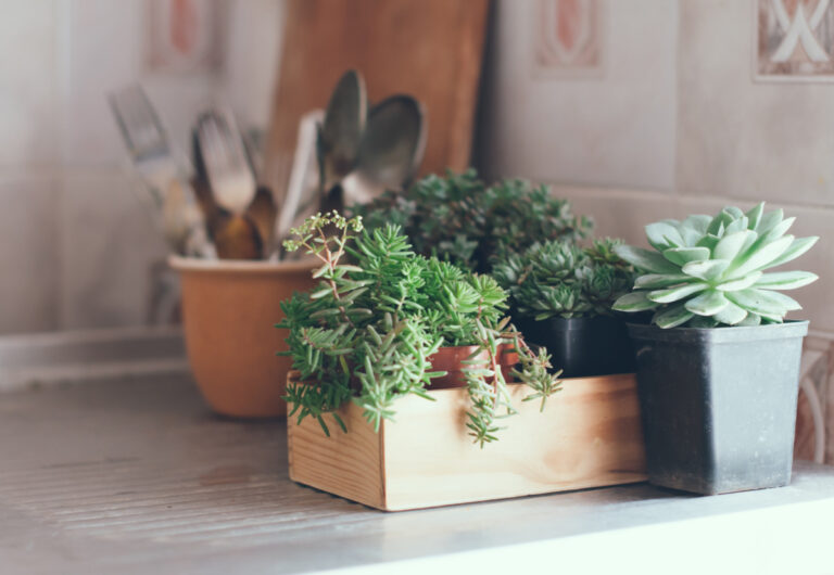 kitchen plants inspiring boy baby names