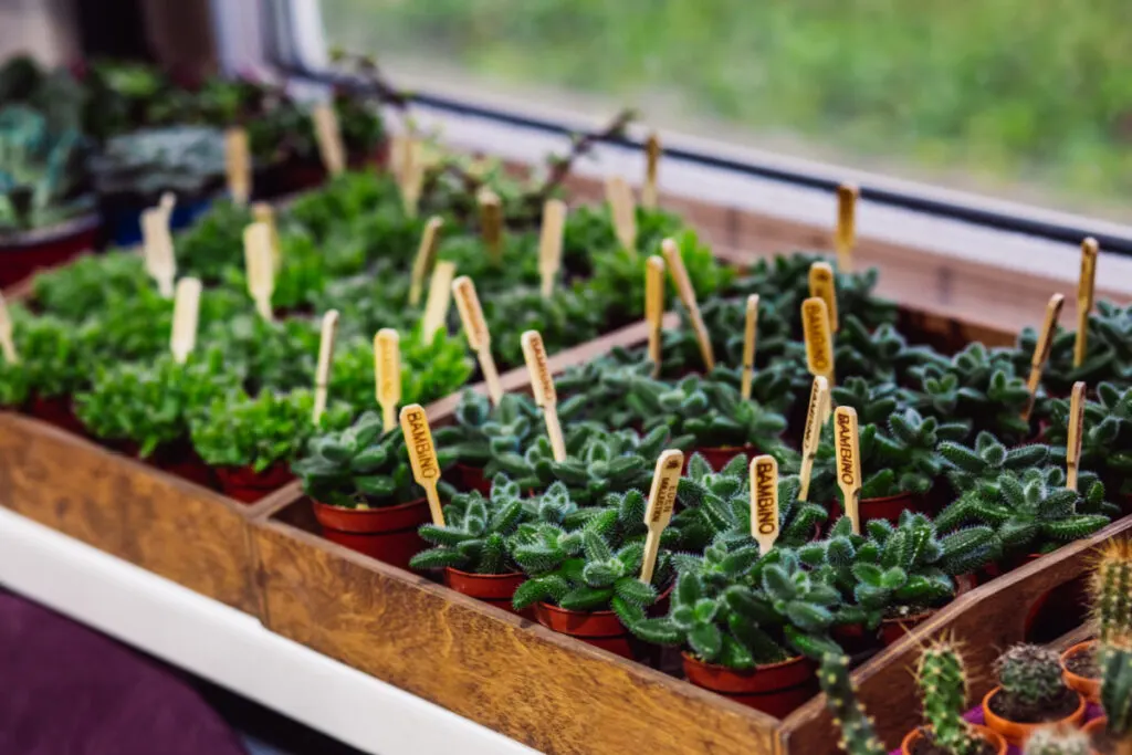 succulents in plastic pots grouped by type in wooden boxes, for sustainable baby shower