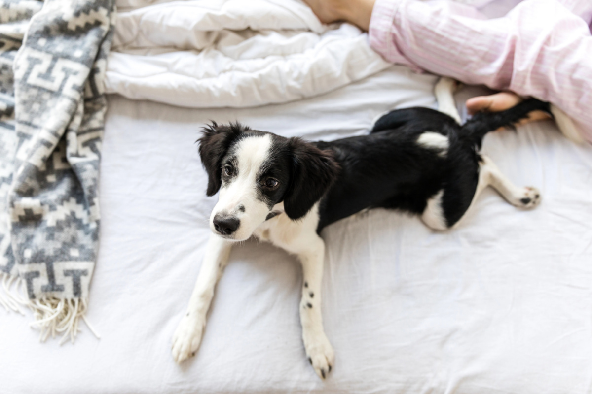black and white dog lying on bed surrounded by blankets.